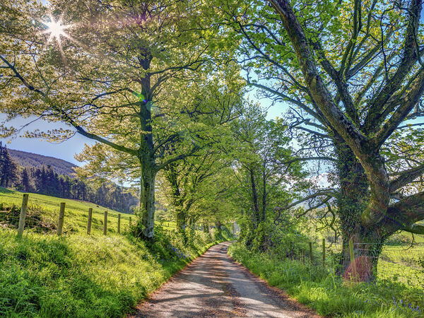 Countryside Road Print