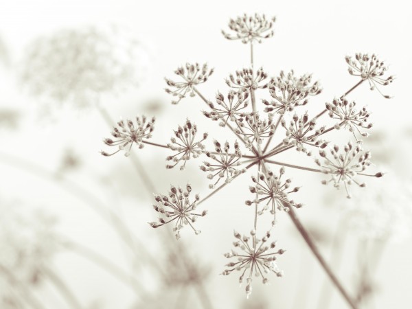 Cow parsley flower Print