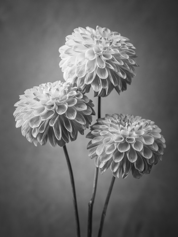 Three Dahlia flowers Print