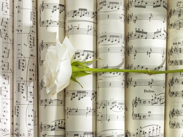 White rose on scrolls of sheet music by Assaf Frank