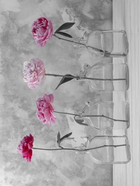 Peonies in glass bottles Print