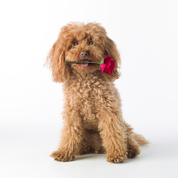 This is for you Print