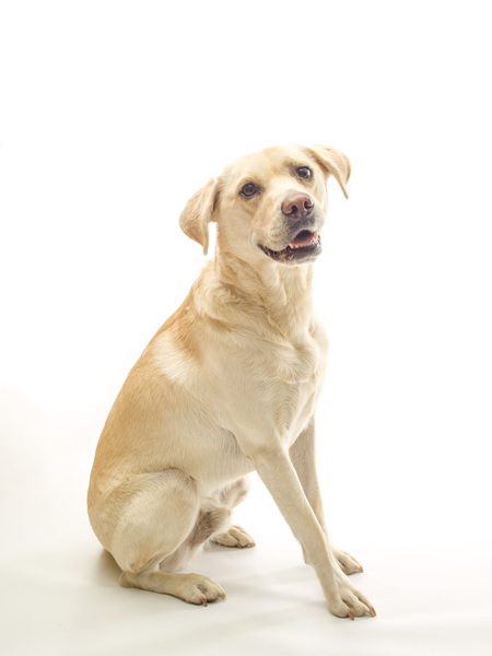 Golden Labrador Print