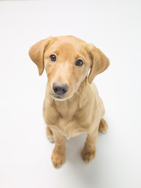 Cute Puppy Print
