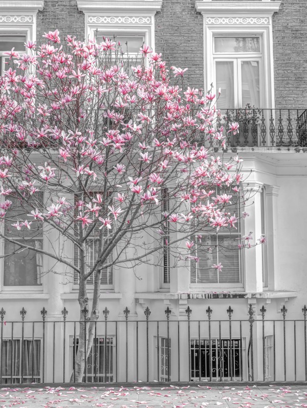 Magnolia tree outside house in London Print