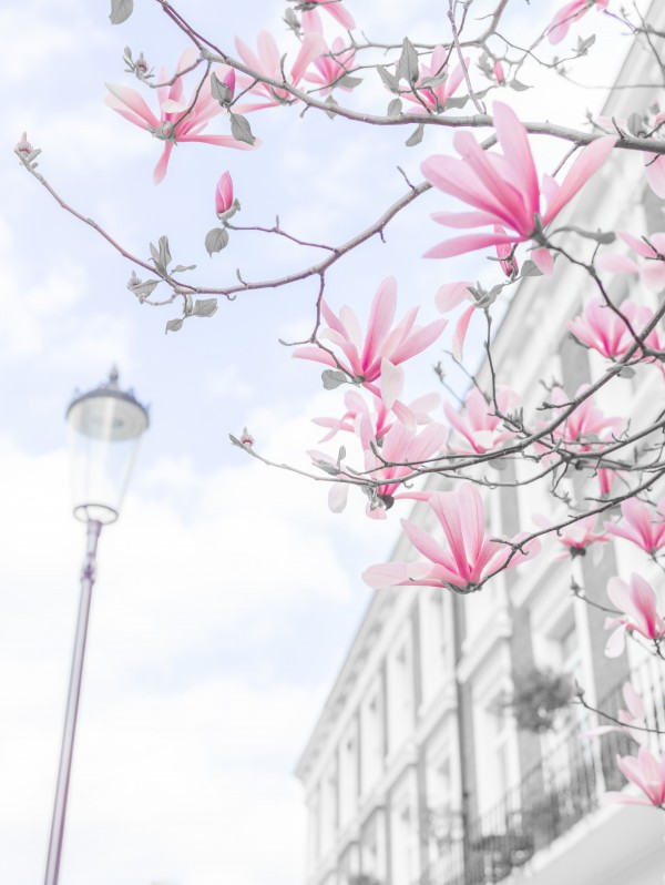 Magnolia flowers Print