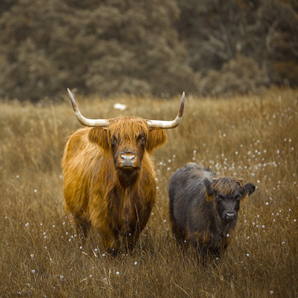 Highland Cows Print