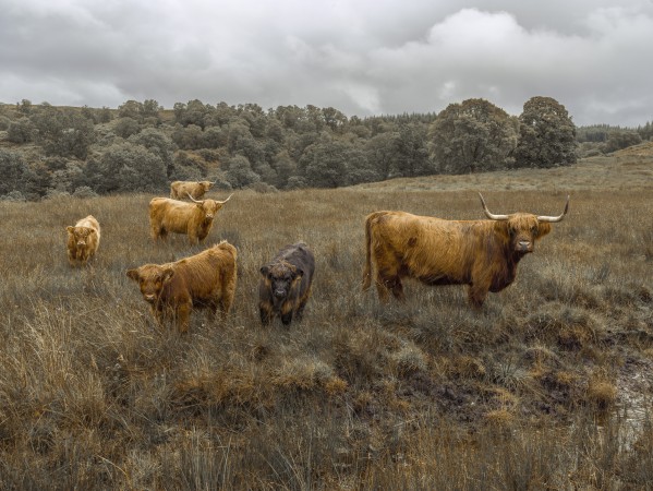 Highland Cows Print