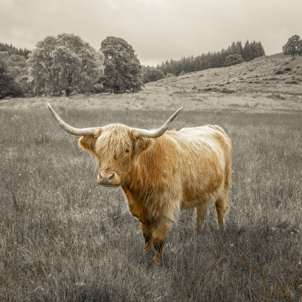 Highland Cows Print