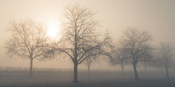 Misty morning Print