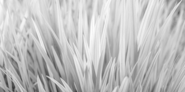 Flowing Grass Print
