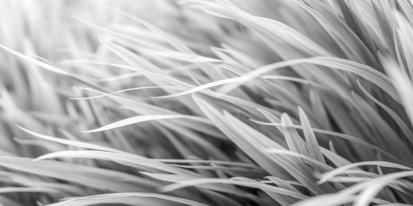 Flowing Grass  Print