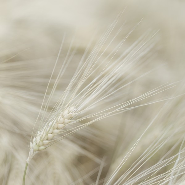 Wheat close-up Print