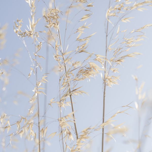 Panicle ripe Oats  Print