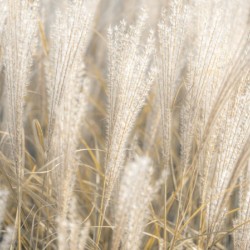 Japanese Silver Grass Print