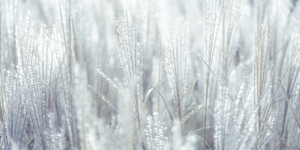 Japanese Silver Grass Print