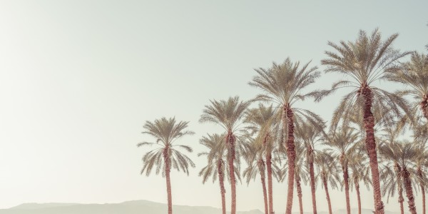 Palm Trees Print