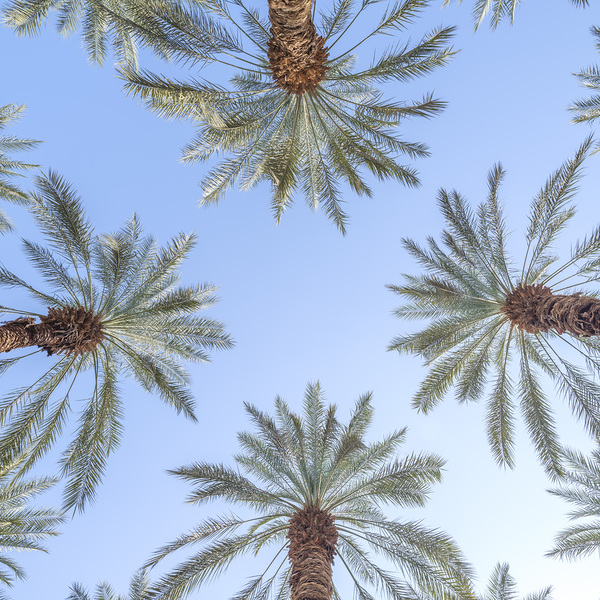 Palm Trees Print