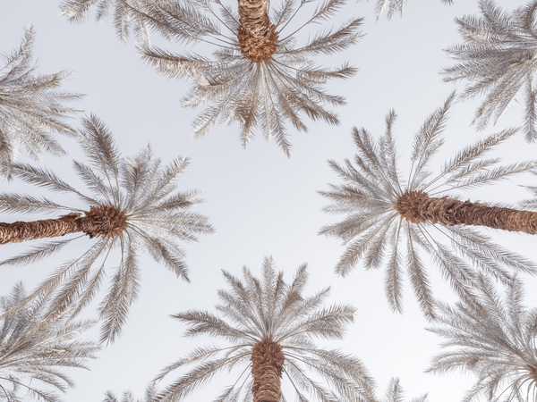 Palm Tops Print