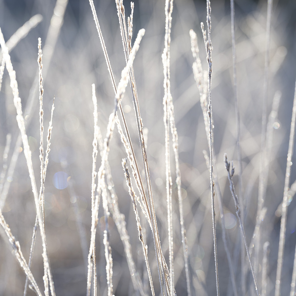Frost-Kissed Beauty Print