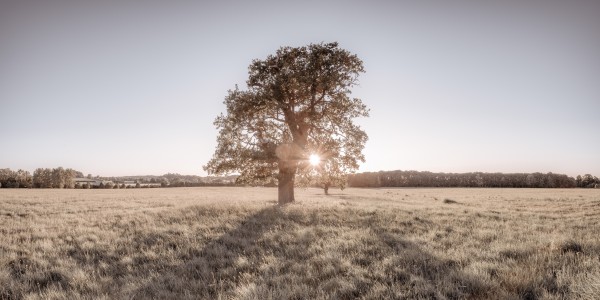 Sun shining through single tree Print