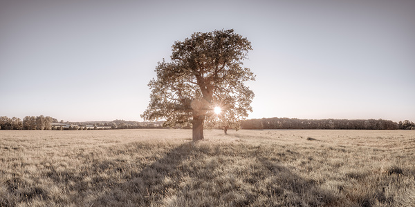 Sun shining through a tree Print