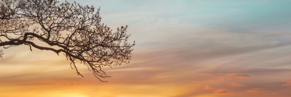 Branches at sunset Print