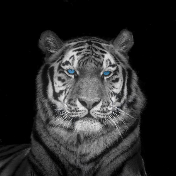 Blue eyes tiger face Print