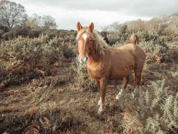 Graceful Wanderer Print