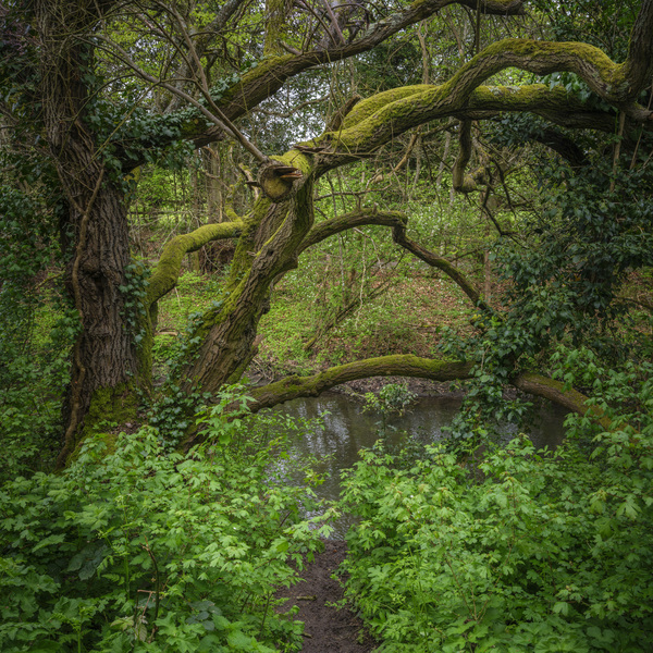 A World in Green Print