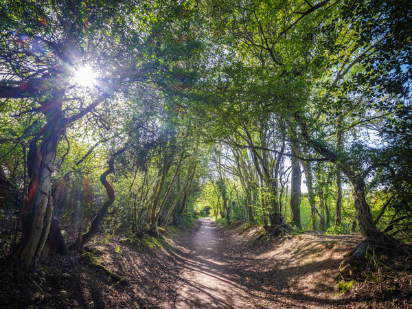 Journey through Forest Print