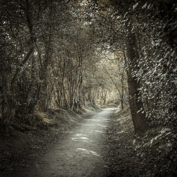 Into the Wilderness Print