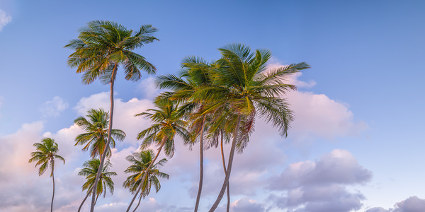 Tropical Palms Evening Print