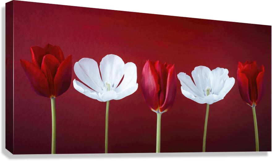 Tulips in a row Canvas Print