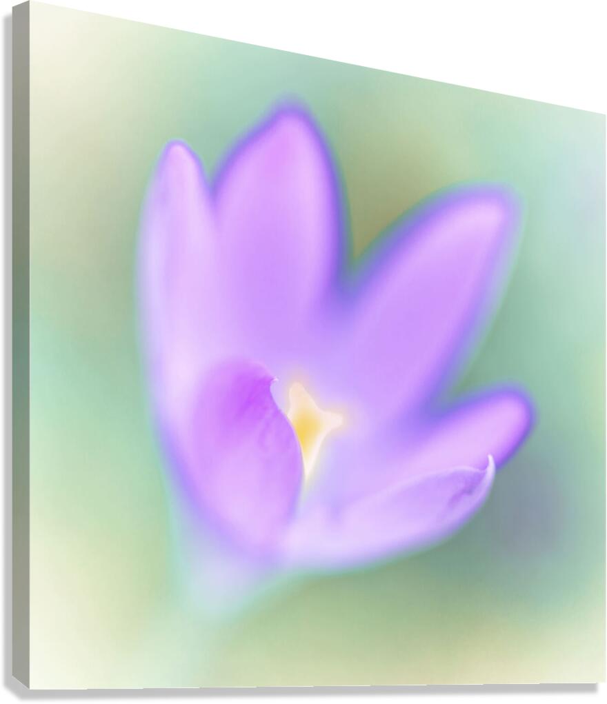 Crocus Flower Canvas Print