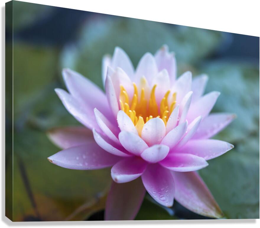 Gentle Grace Canvas Print