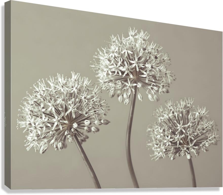 Three Alliums Canvas Print