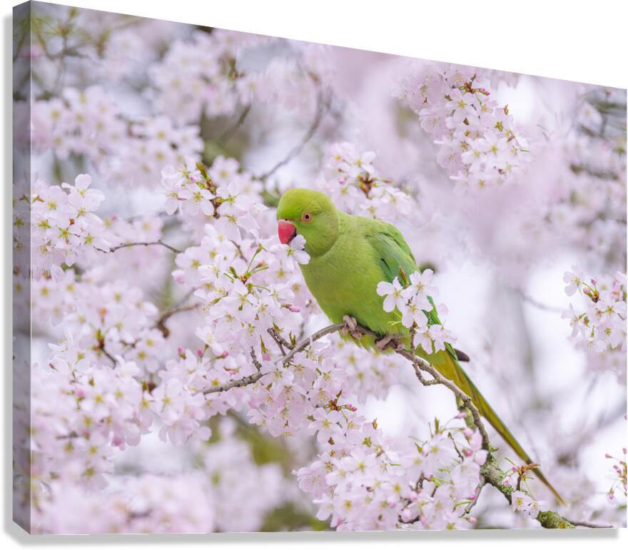 Blossom Bird Canvas Print
