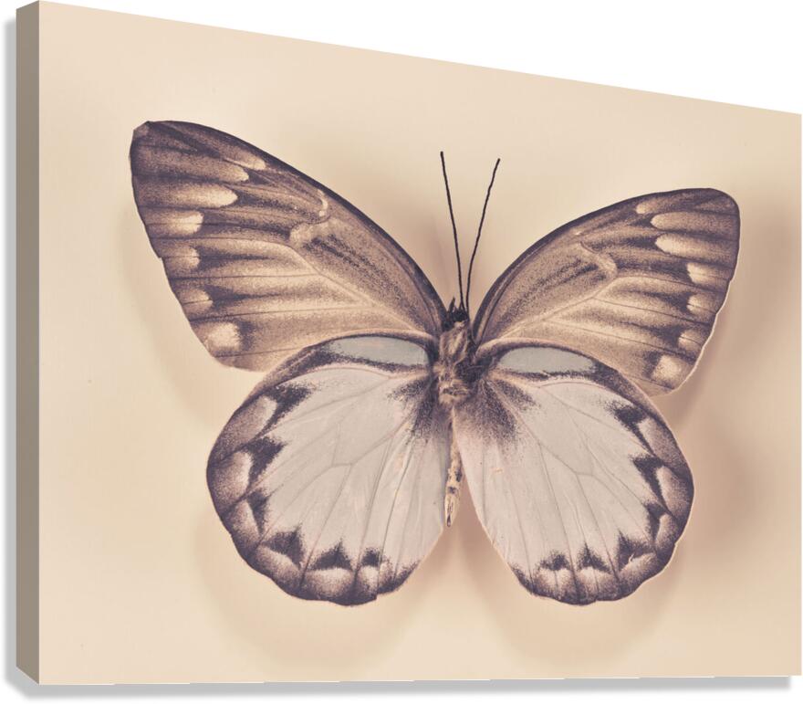 Butterfly Canvas Print