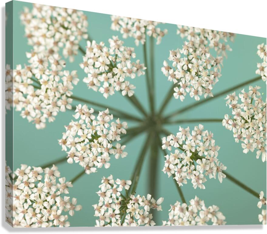 Delicate Blooms Canvas Print