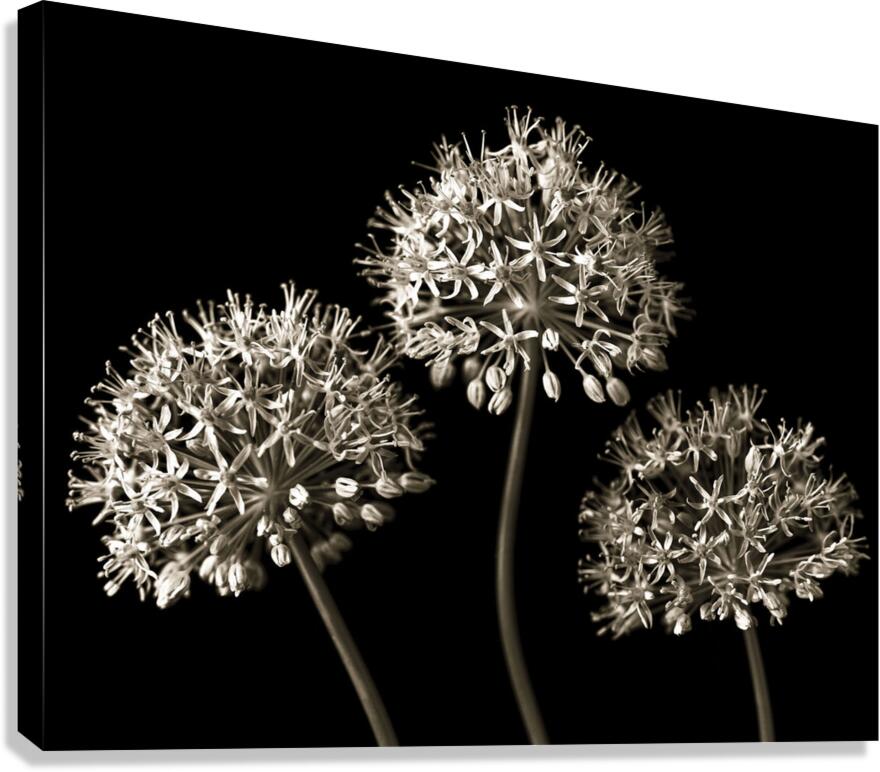 Three Alliums Canvas Print