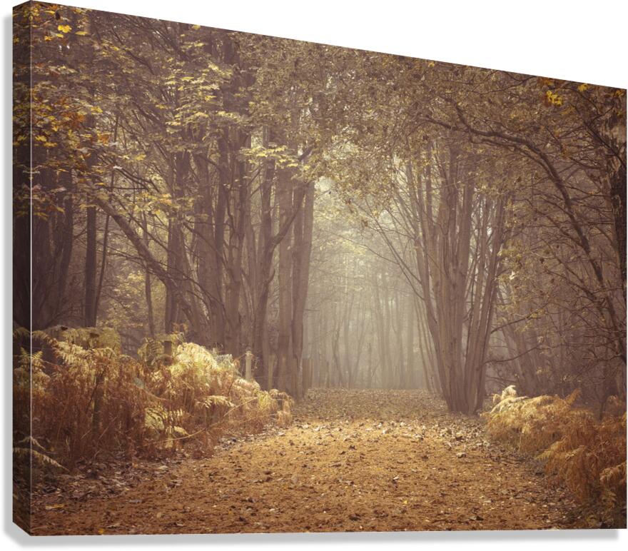 Forest Walkway Canvas Print