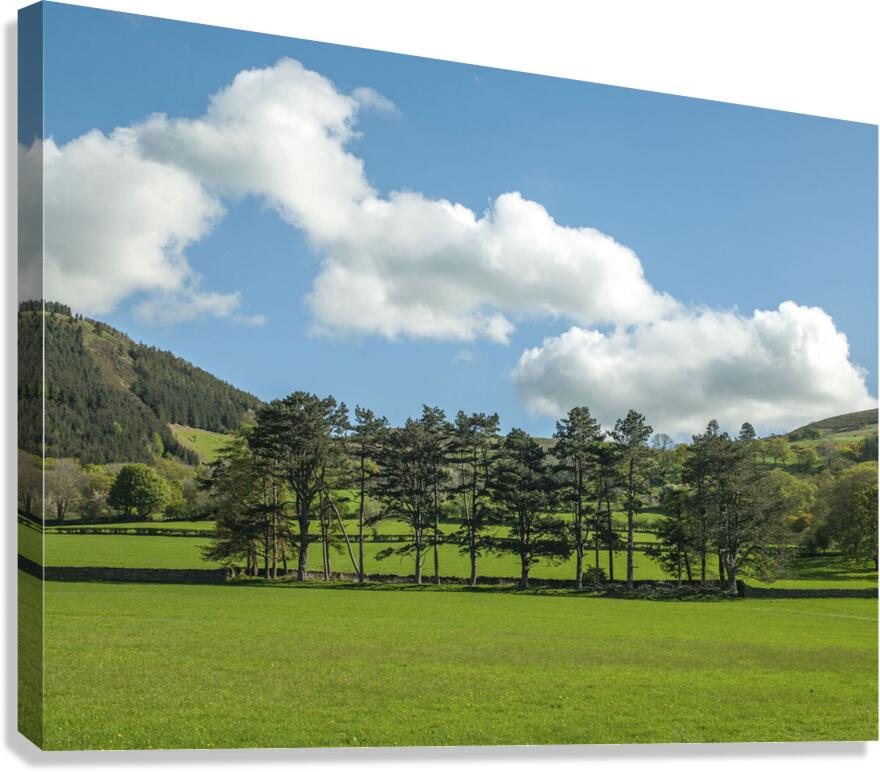 Countryside meadow Canvas Print