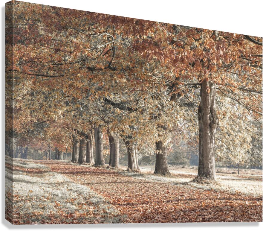 Fall Splendor Canvas Print