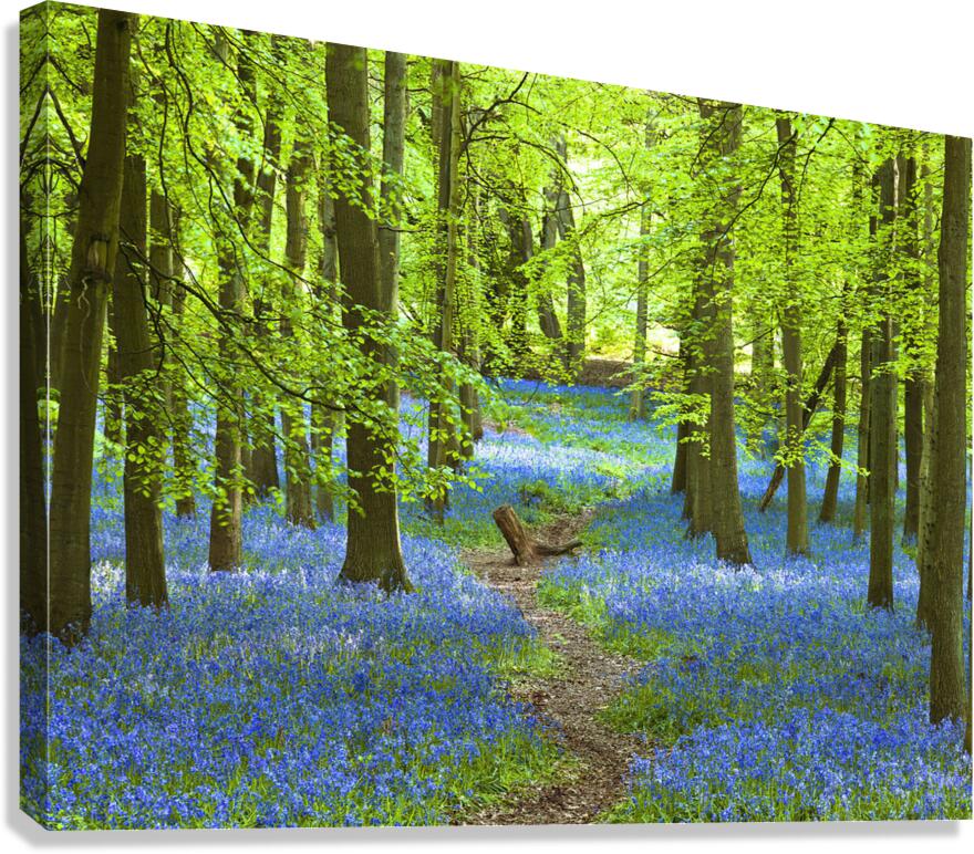 Azure Pathway Canvas Print