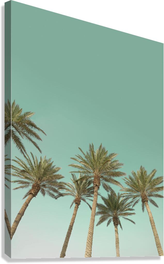 Palm trees Canvas Print