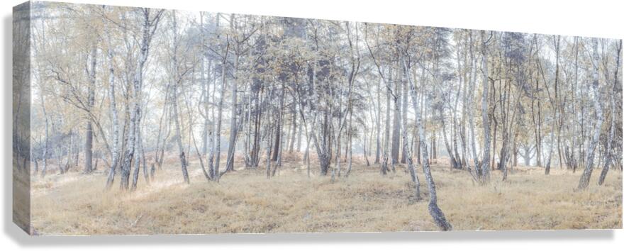 Dense Forest Canvas Print