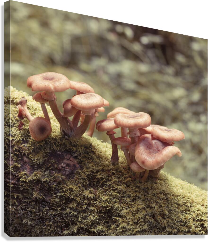 Mushrooms Canvas Print
