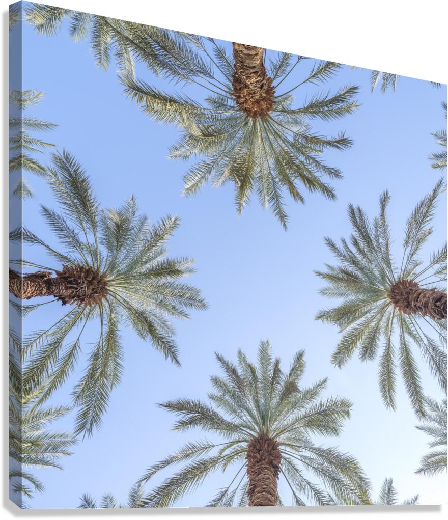 Palm Trees Canvas Print