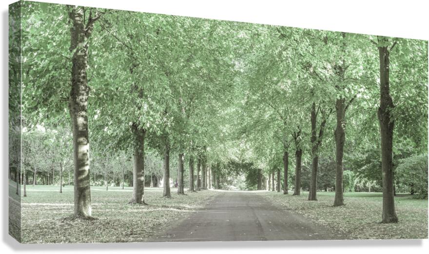 Pathway through trees Canvas Print